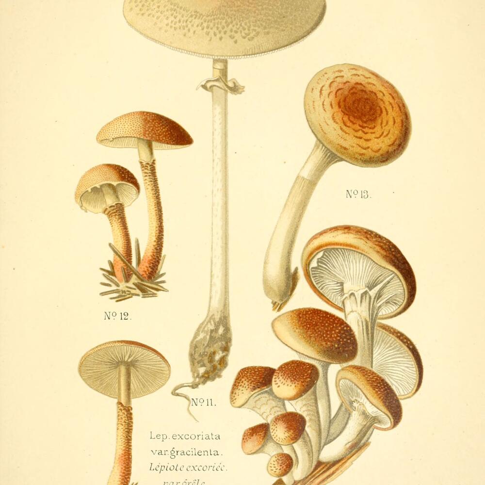 Historic drawings of a variety of mushrooms with white stems and orange tops