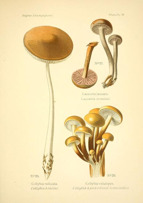 Historic drawings of a variety of mushroom shapes, each with white stems and orange tops
