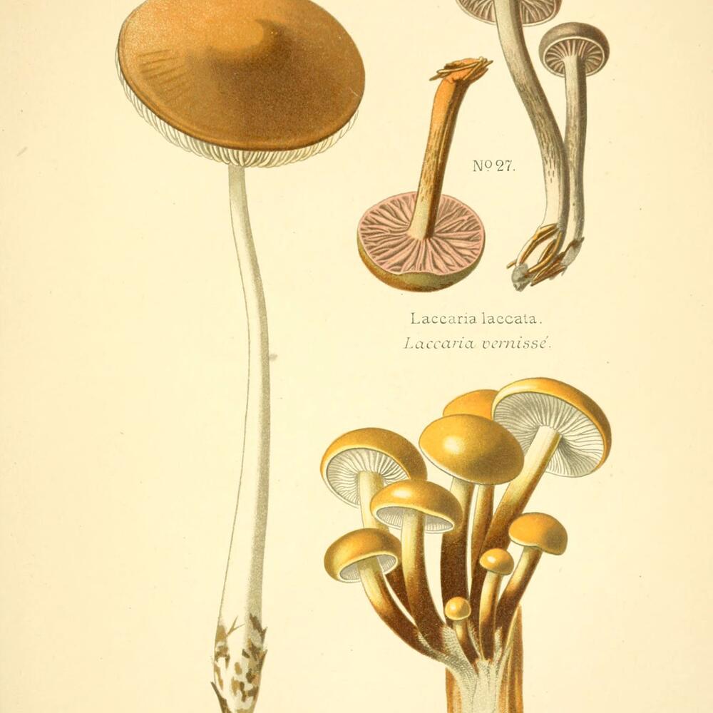 Historic drawings of a variety of mushroom shapes, each with white stems and orange tops