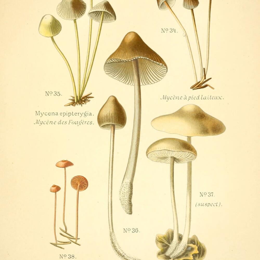 Historic drawings of a variety of mushroom shapes, each with white stems and orange tops