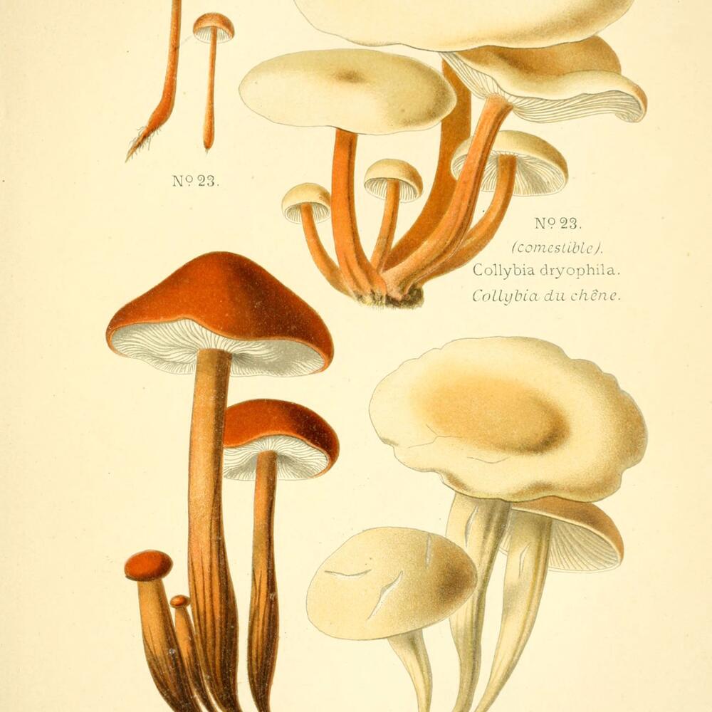 Historic drawings of a variety of mushroom shapes, each with white stems and orange tops