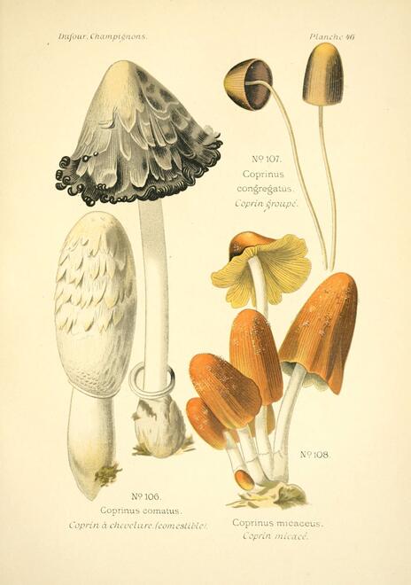 Historic drawings of a variety of mushroom shapes, each with white stems and orange, yellow, or grey tops