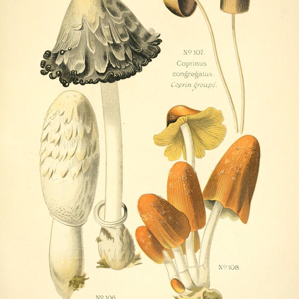 Historic drawings of a variety of mushroom shapes, each with white stems and orange, yellow, or grey tops