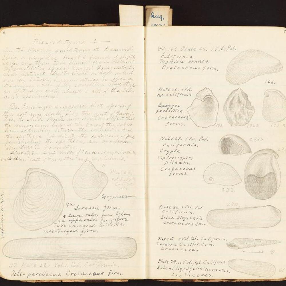 A field journal of shells.