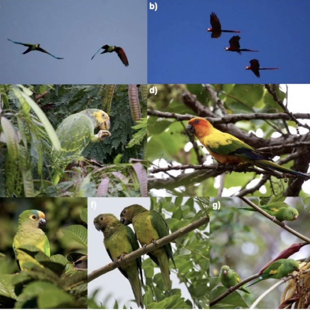 A collage of different parrots