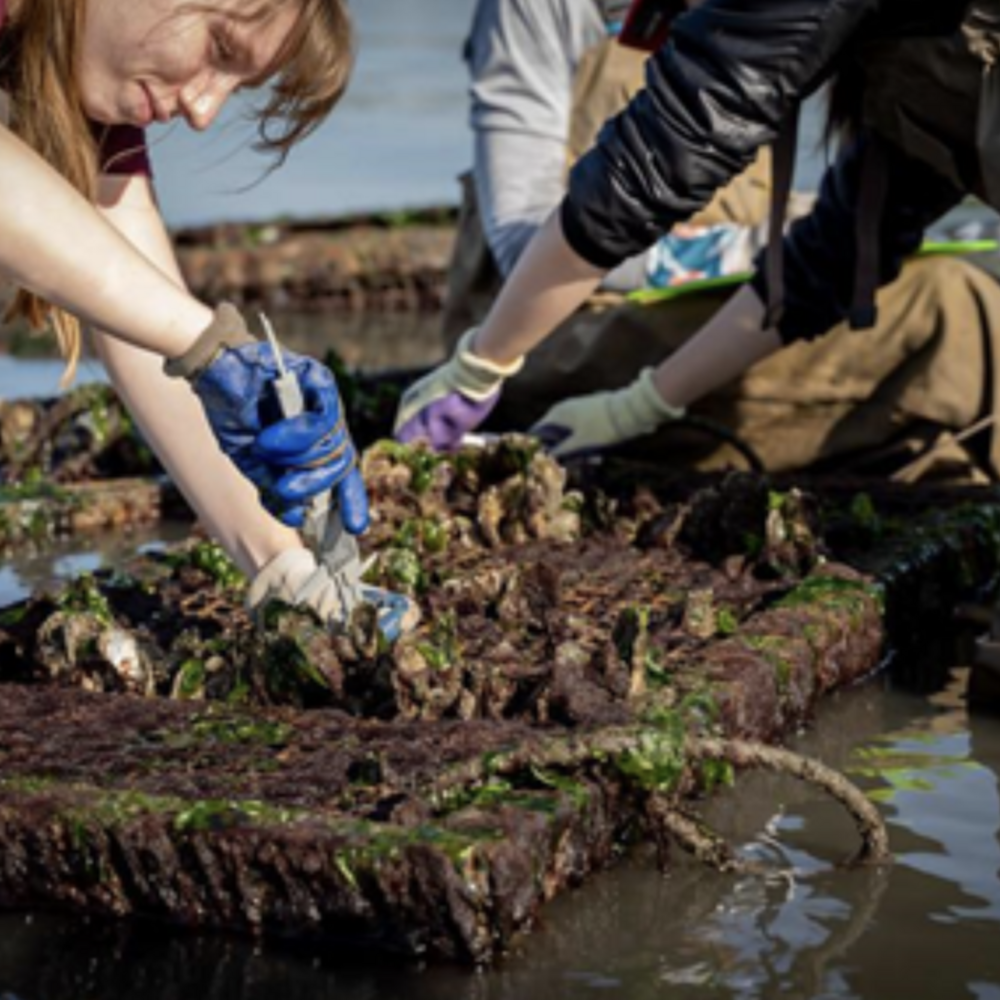 A group of scientists measure oysters.