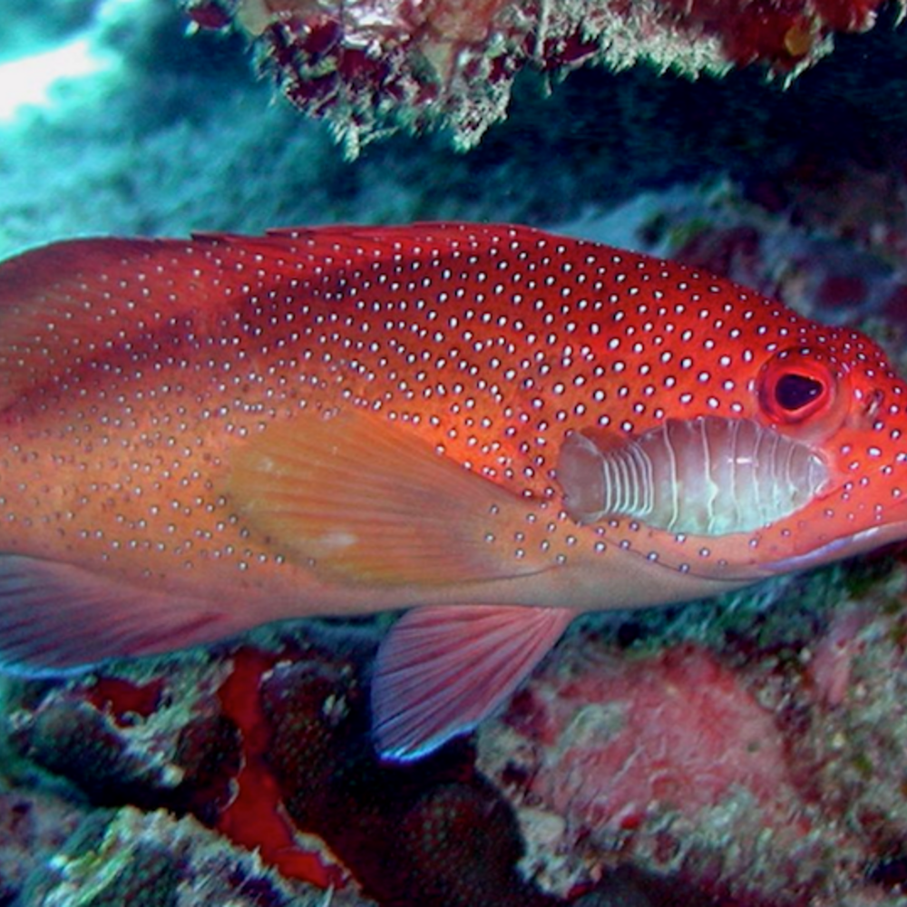 Orange fish with a parasite attached to its side