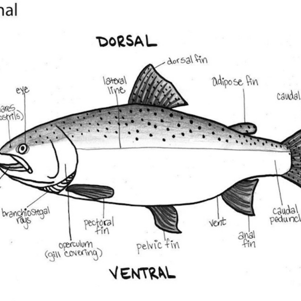black and white drawing of a fish with body parts labeled
