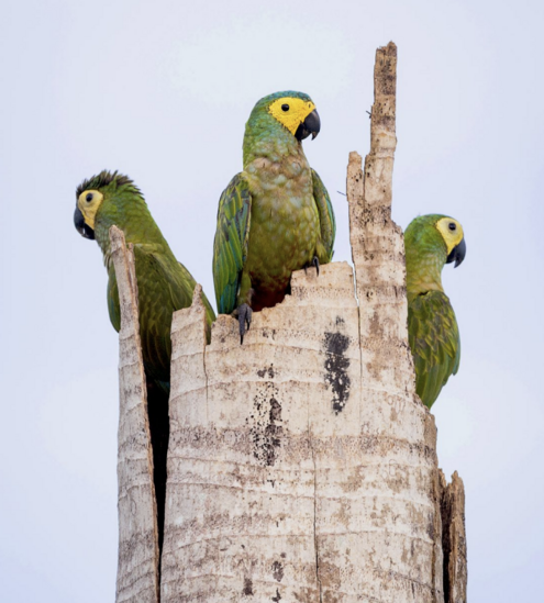 Three green red-bellied macaws sit on a dead palm tree facing different directions.