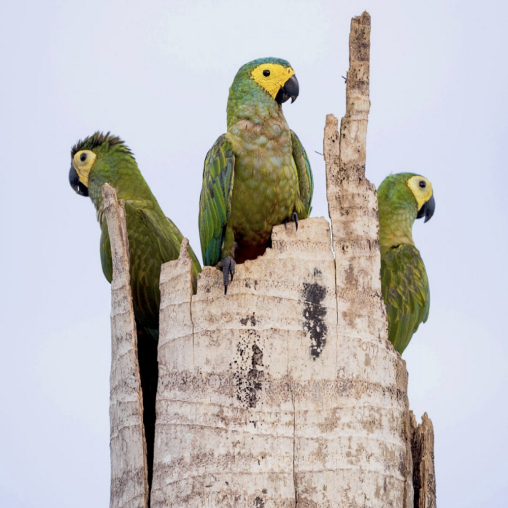 Three green red-bellied macaws sit on a dead palm tree facing different directions.