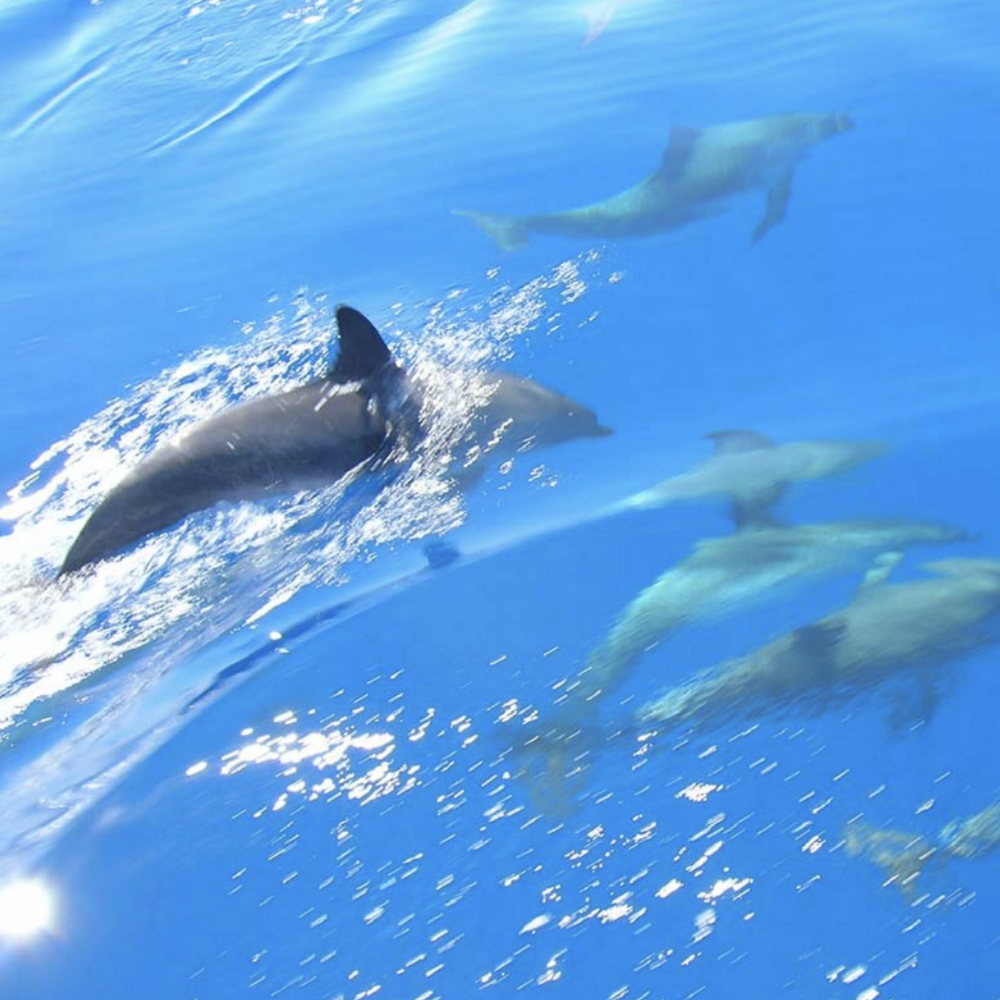 Dolphins jump in sparkling blue water.