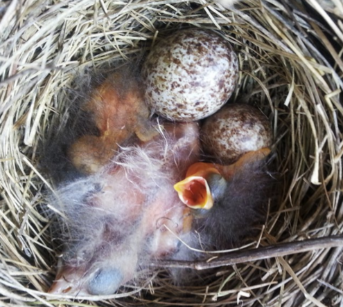 A baby bird hatches from an egg in a nest.