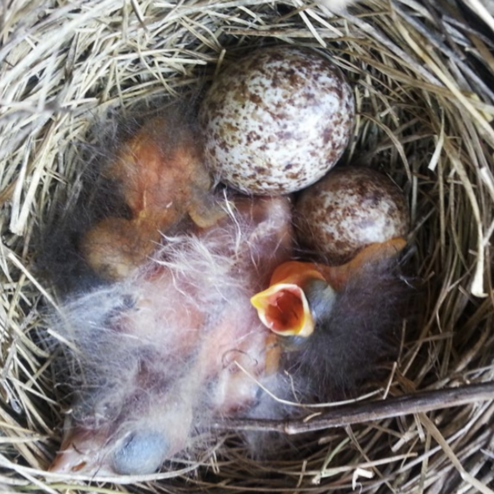 A baby bird hatches from an egg in a nest.