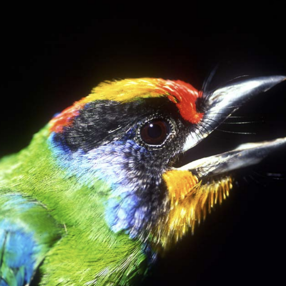 A multicolored bird opens its mouth against a black background.