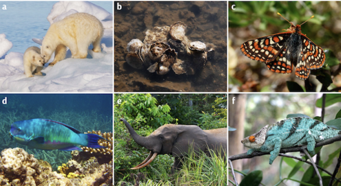 Polar bears, oysters, butterflies, a blue fish, an elephant, a chameleon each have their own box labeled by a letter.