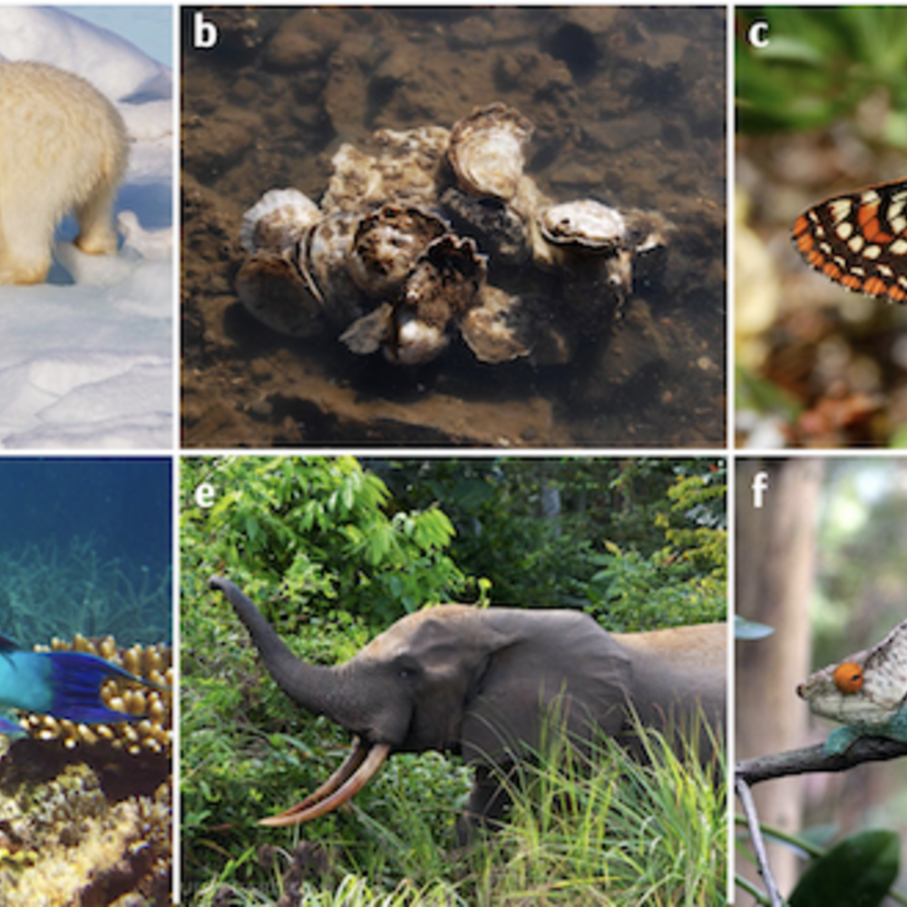 Polar bears, oysters, butterflies, a blue fish, an elephant, a chameleon each have their own box labeled by a letter.