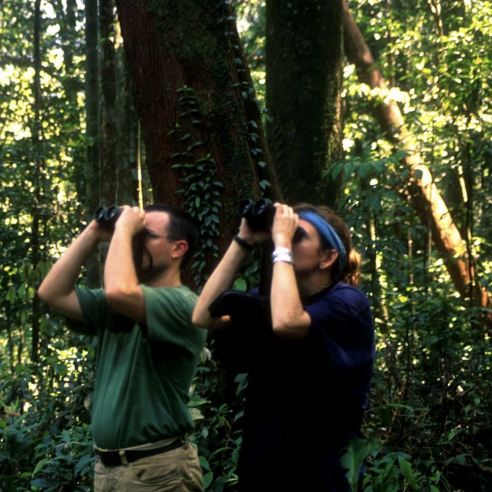 Two researchers in the forest look up through binoculars.