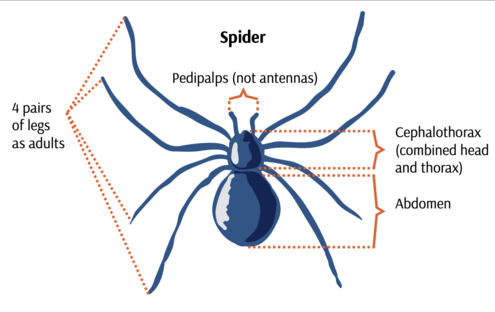 The different parts of a spider are labelled.