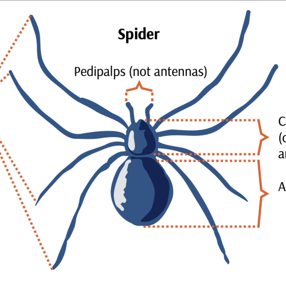The different parts of a spider are labelled.