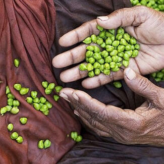 Hands holding beans 