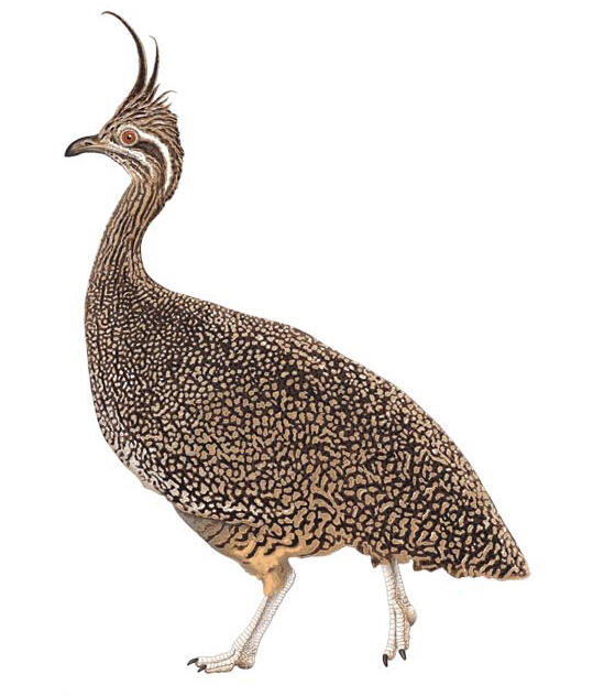 Drawing of a brown bird that resembles a pheasant