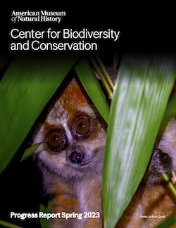 Brown loris with large, expressive eyes sits partially covered by bright green leaves.