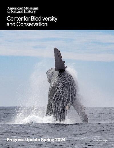 Humpback whale breeching out of the dark blue water, blue sky background and water splashing all around the whale.