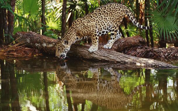 Jaguar perched on a log drinks from a reflective body of water