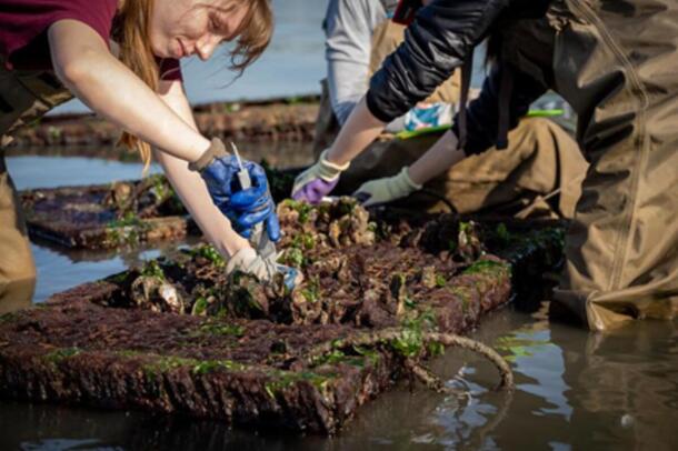 Two scientists measure oysters.