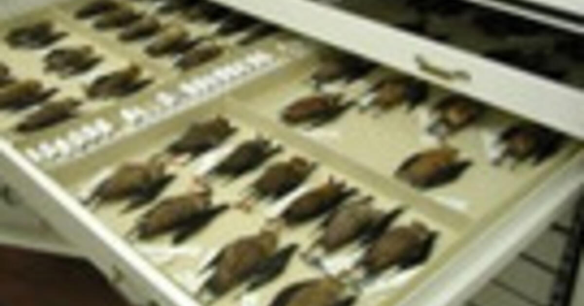 Mammalogy Collection: Worldwide Reach | AMNH