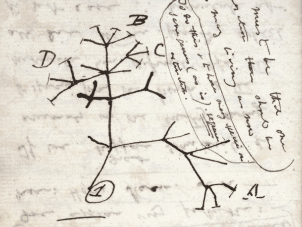 Darwin's sketch of the Tree of Life