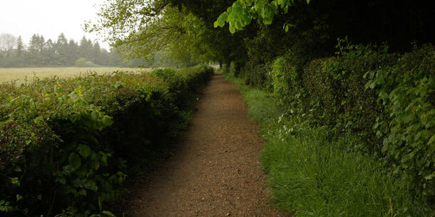 Darwin's Sand Walk - or his 'Thinking Path' at Down House