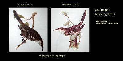 Galapagos Mocking Birds 3