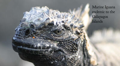 Marine-iguana_dynamic_lead_slide