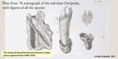 cirripedia_dynamic_lead_slide