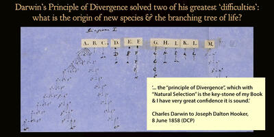 divergence_dynamic_lead_slide