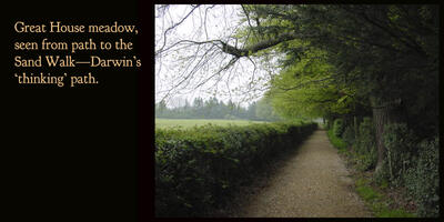 Text reads: "Great House meadow, seen from path to the Sand Walk - Darwin's 'thinking' path'. The image to the right shows a long gravel path lined with trees on the right and shrubs on the left.