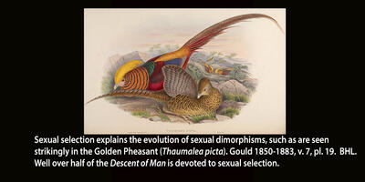 Golden Pheasant