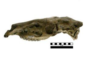 fossil horse