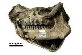 Fossil rhino