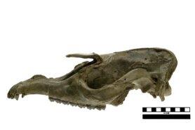 fossil tapir