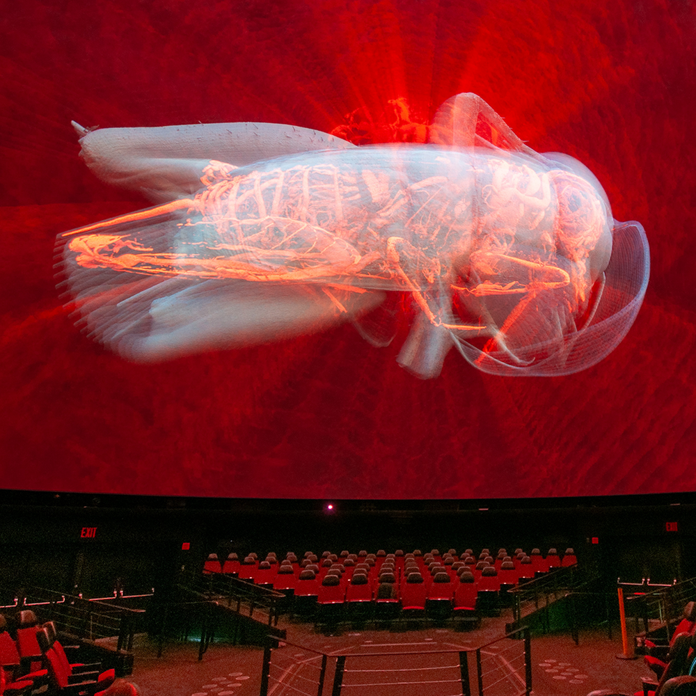 A CT-scanned cricket in the Hayden Planetarium