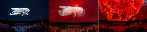A cricket CT scan in the Hayden Planetarium