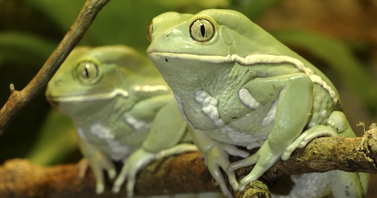 Herpetology Amphibians Database | AMNH
