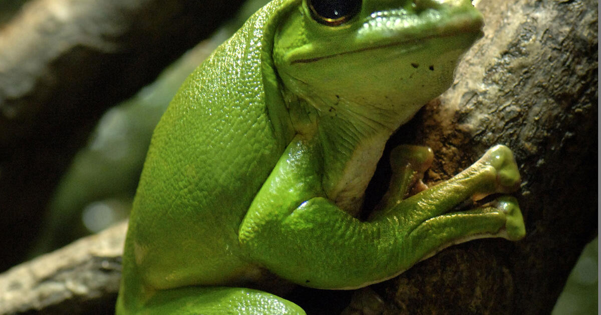 Herpetology Department History | AMNH