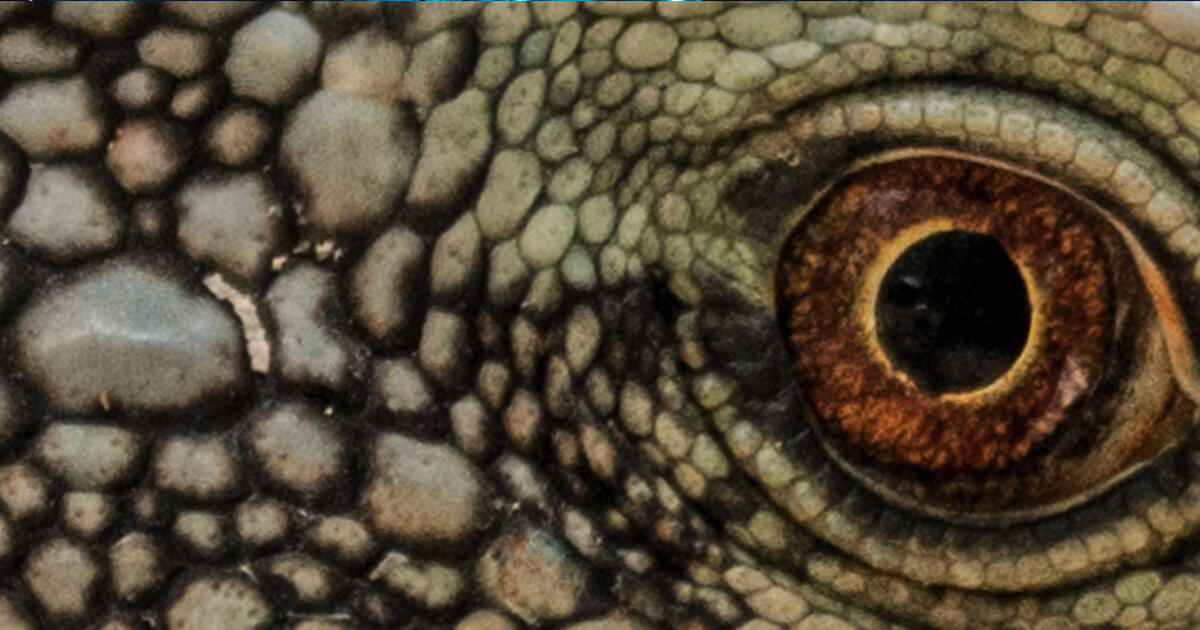 Herpetology Certificate Online prntbl concejomunicipaldechinu gov co