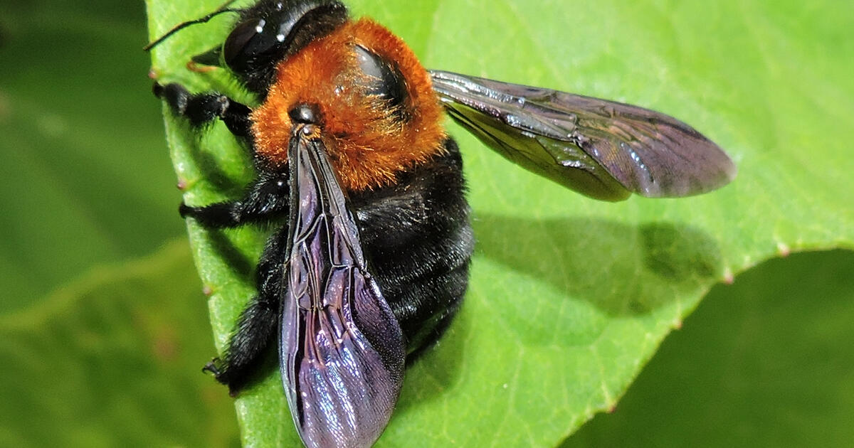 Hymenoptera Apoidea AMNH