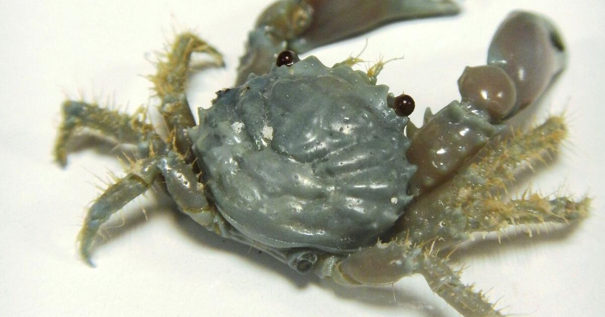 Crustacea Collection | AMNH