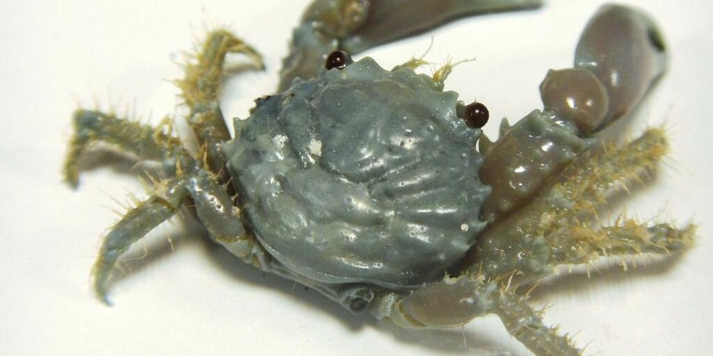 洋書 CRUSTACEA Guide Of The World Crustacea Guide Of The World: Helmut Debelius: 9783931702748