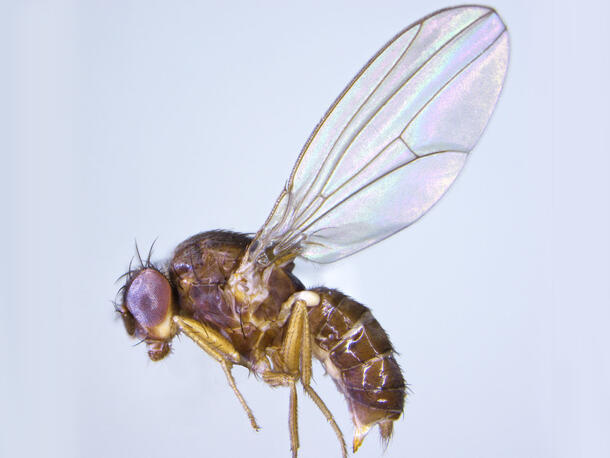 Diptera.